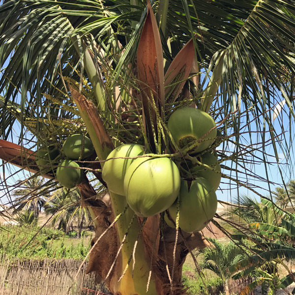 Fresh from our garden: What to do with a Whole Coconut